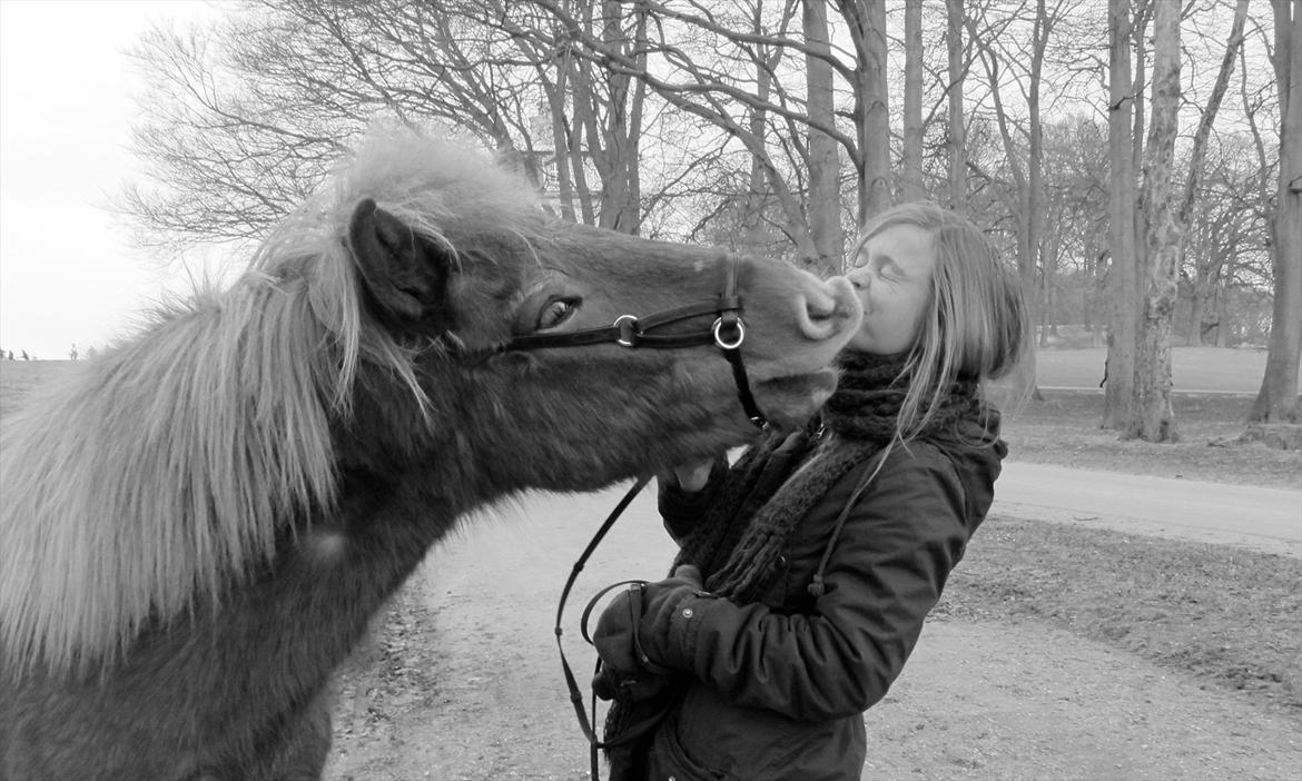 Islænder Halli fra Dyrehavegård <3 - Et ordentligt smæk-kys til Malle!
( Ved godt sidepullen sidder lidt skævt her på billedet, men sådan sidder den ikke normalt (: )

Januar 2012. billede 17