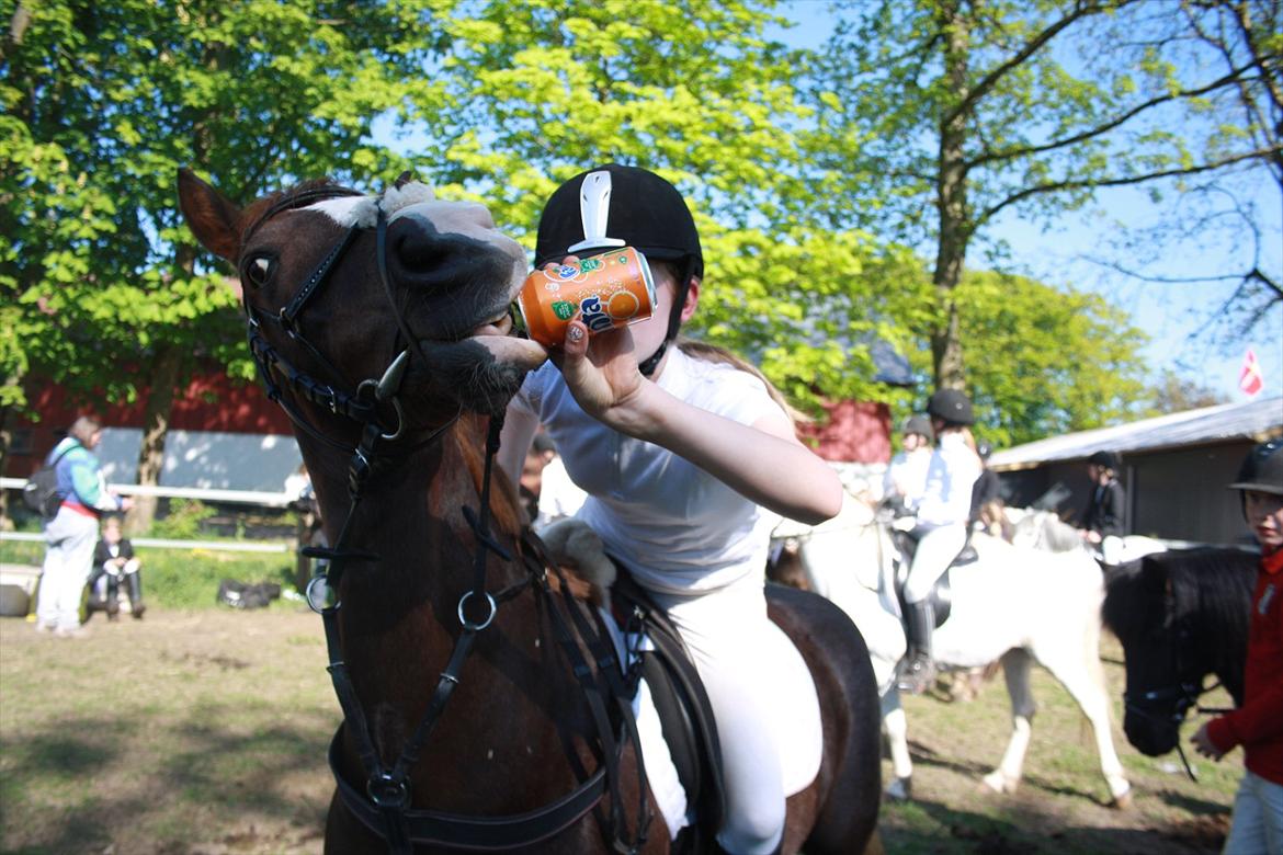 Welsh Pony (sec B) Mikkel - Fanta !!! <3 billede 5