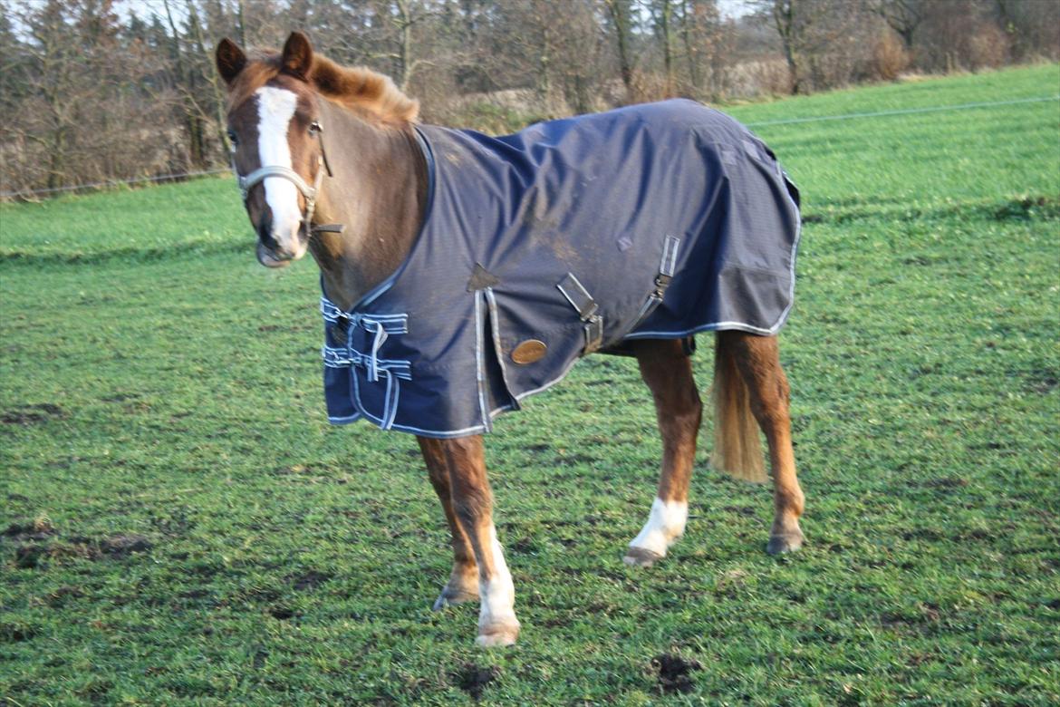 Welsh Pony (sec B) Mikkel - Smukke Dreng på Fold <3 :-* billede 18