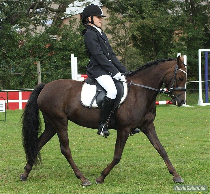 Welsh Pony (sec B) Låddenhøjs Misty. billede 9