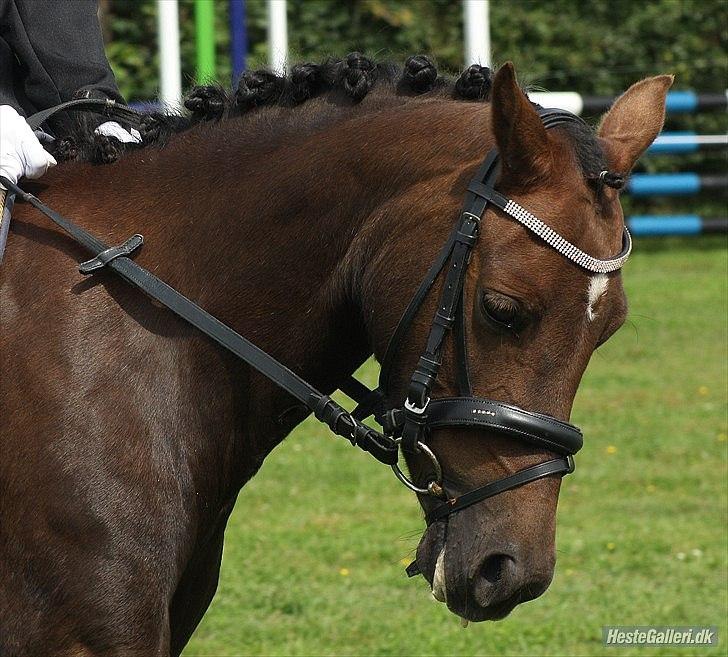 Welsh Pony (sec B) Låddenhøjs Misty. billede 10