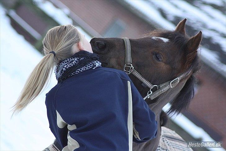 Welsh Pony (sec B) Låddenhøjs Misty. billede 15