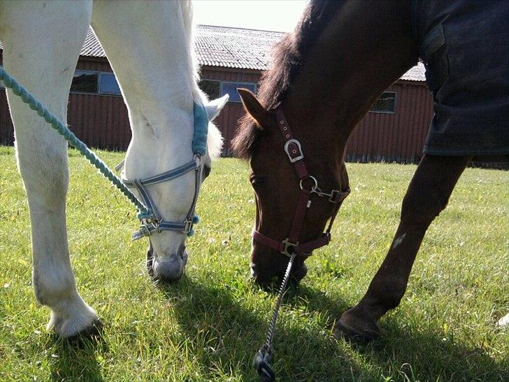 Anden særlig race Agazi <3 - Indi og Agazi hygger sig billede 10