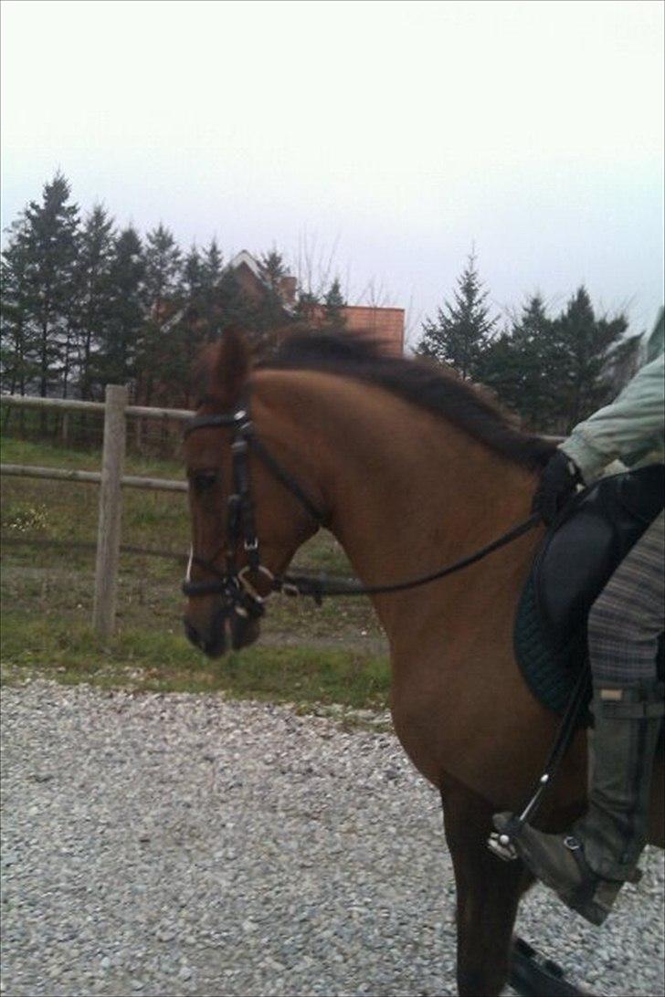 Anden særlig race Agazi <3 billede 11