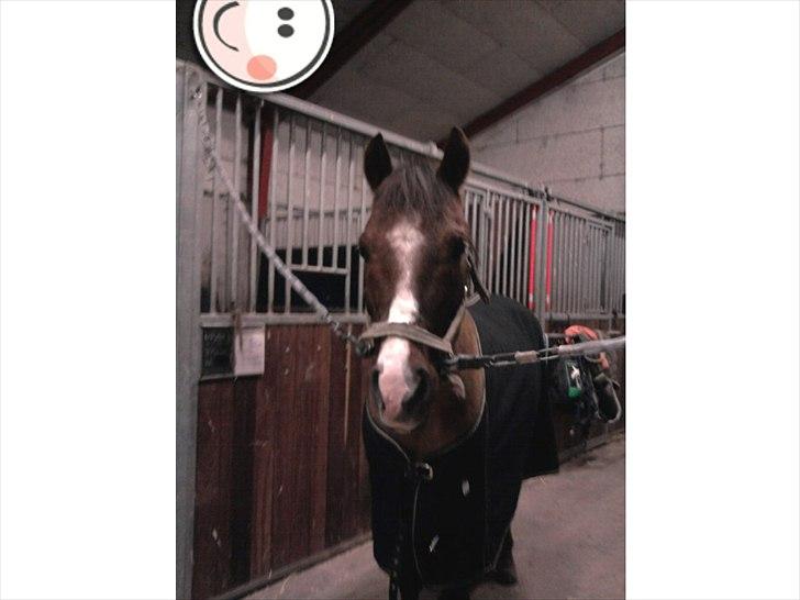 Anden særlig race Agazi <3 billede 16