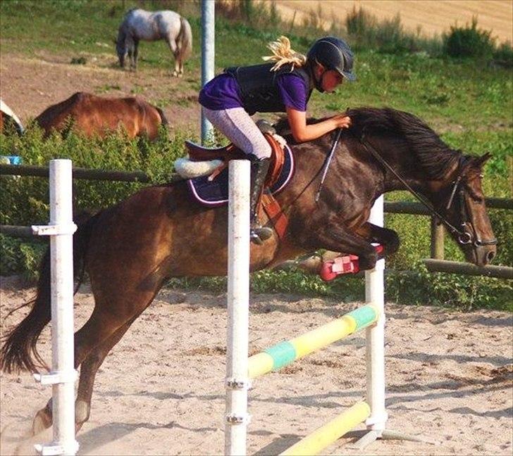 DSP Poseidon's Tempo *Tykke* - Undervisning på Dorthes Ridelejr  billede 4