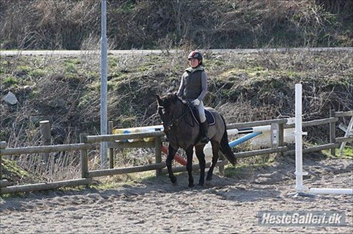 DSP Poseidon's Tempo *Tykke* - Her Rider Malou på ham :D billede 6