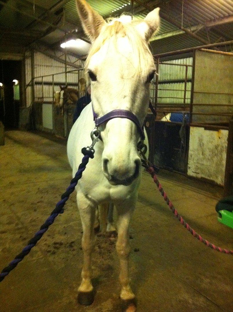 Anden særlig race Shadow (Part) - Vinter 2012♥ billede 16