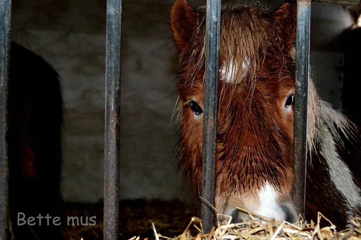 Shetlænder Nicky billede 2