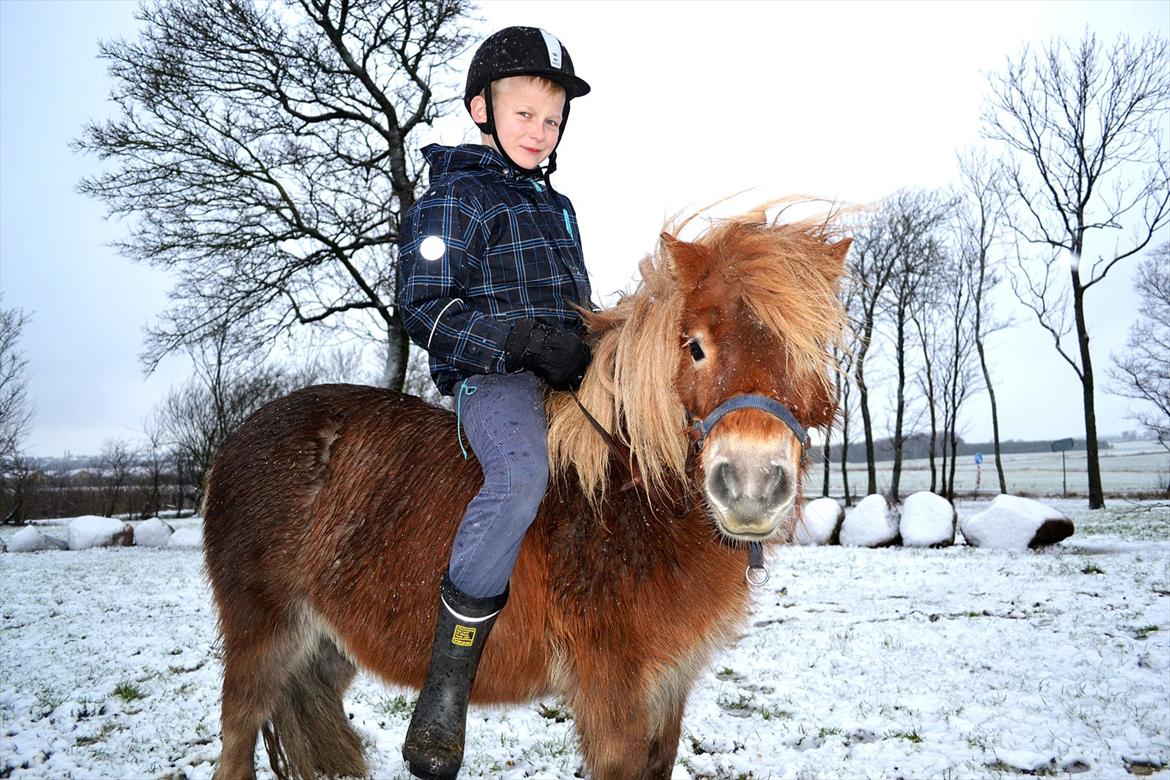 Shetlænder Bella billede 1