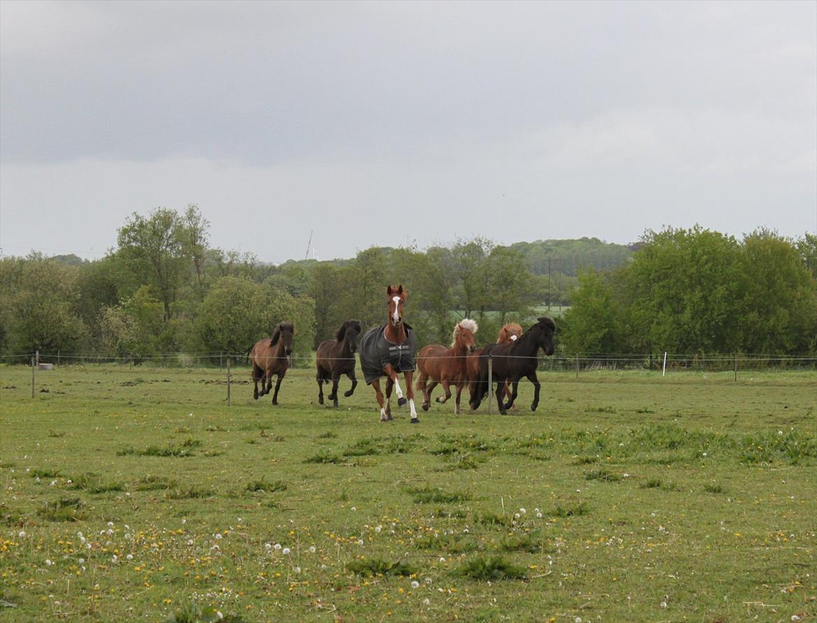 Dansk Varmblod Don Crusador II billede 5