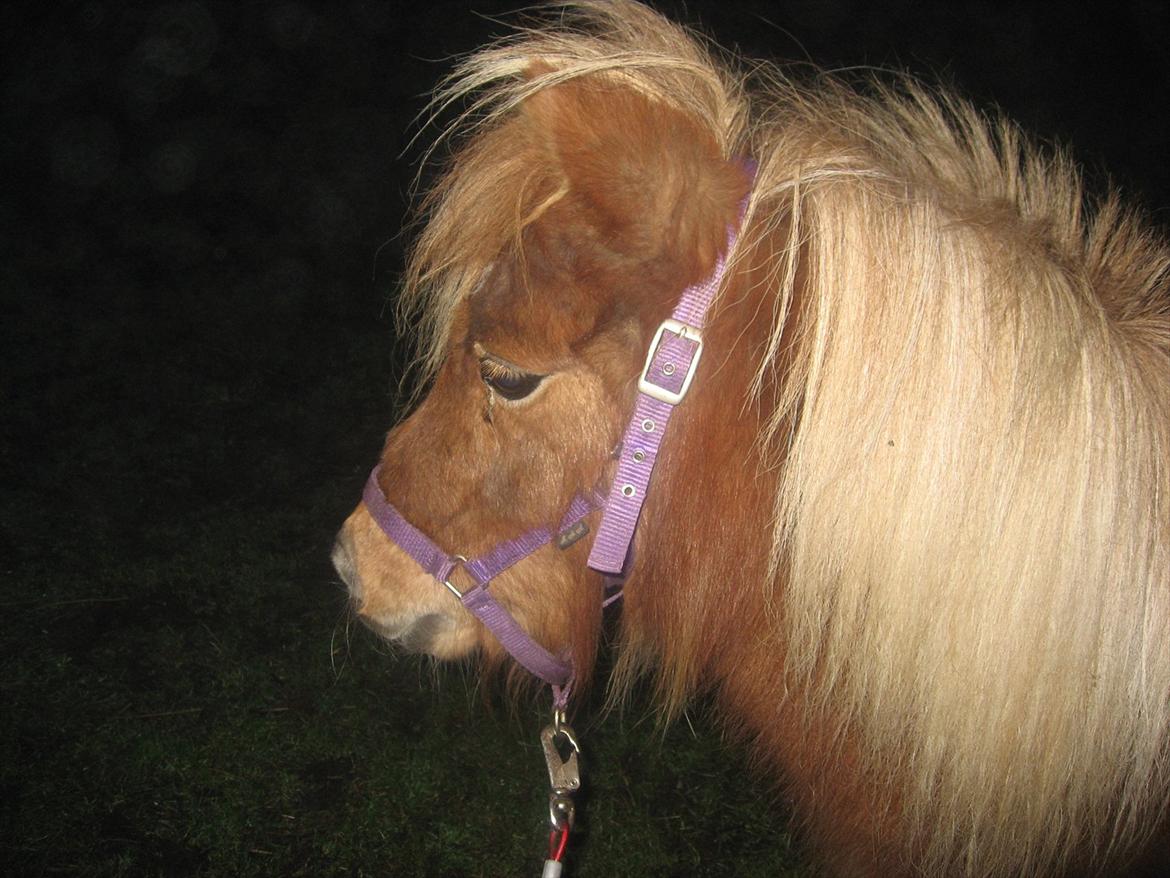 Miniature serfana hele familie - hvad nu<3 billede 7