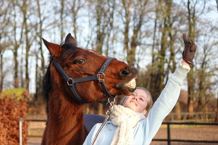 Tysk Sportspony Arking Jump.  - Bullerhesten. - Every step i take of this jouney, i wanna share every moment with you. billede 16