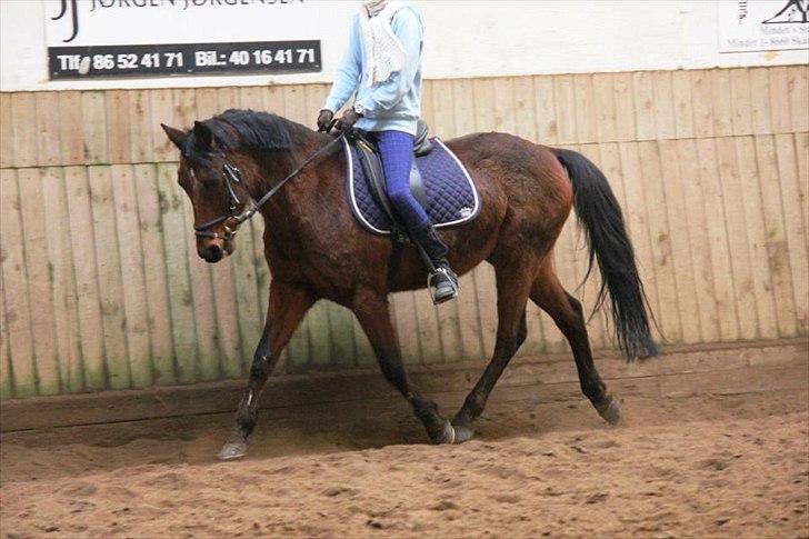 Tysk Sportspony Arking Jump.  - Bullerhesten. - I only se clearly when you guide me, i only succeed when your beside me.<3 billede 11