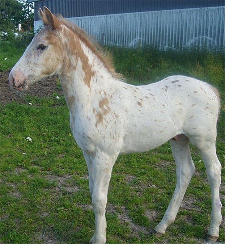 Knabstrupper Oliver af Dutterup - Lille Oliver billede 1