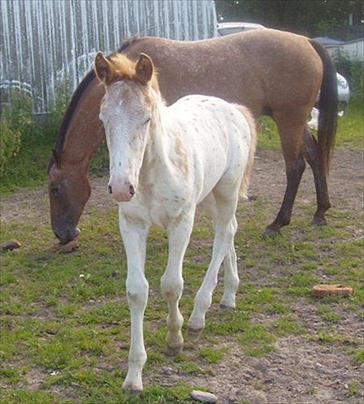 Knabstrupper Oliver af Dutterup - Oliver billede 6