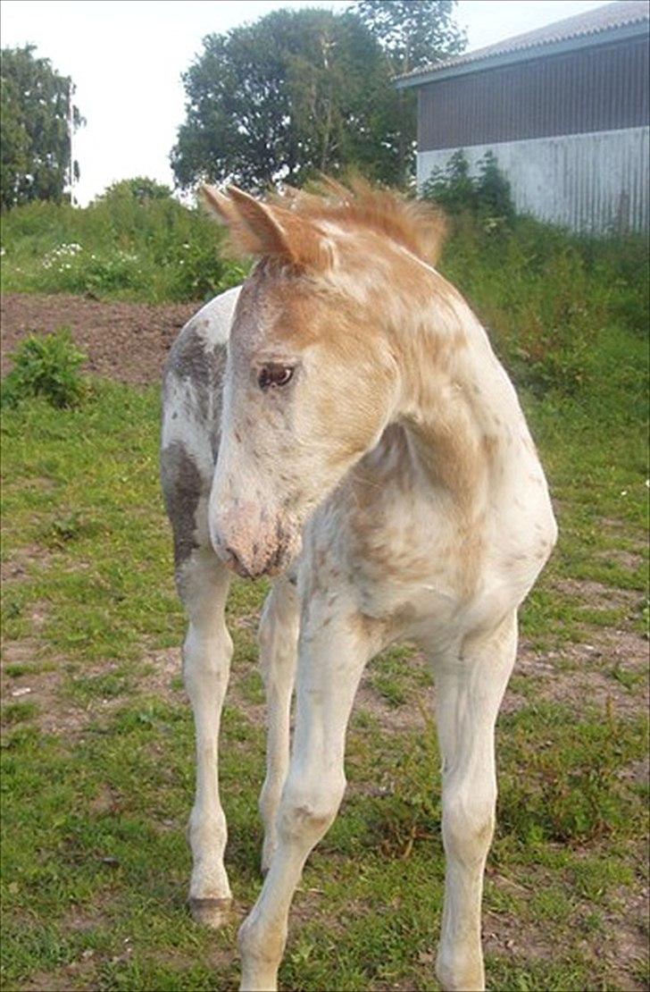 Knabstrupper Oliver af Dutterup billede 7