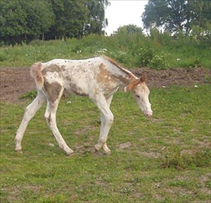 Knabstrupper Oliver af Dutterup - Meget Lille Oliver billede 11