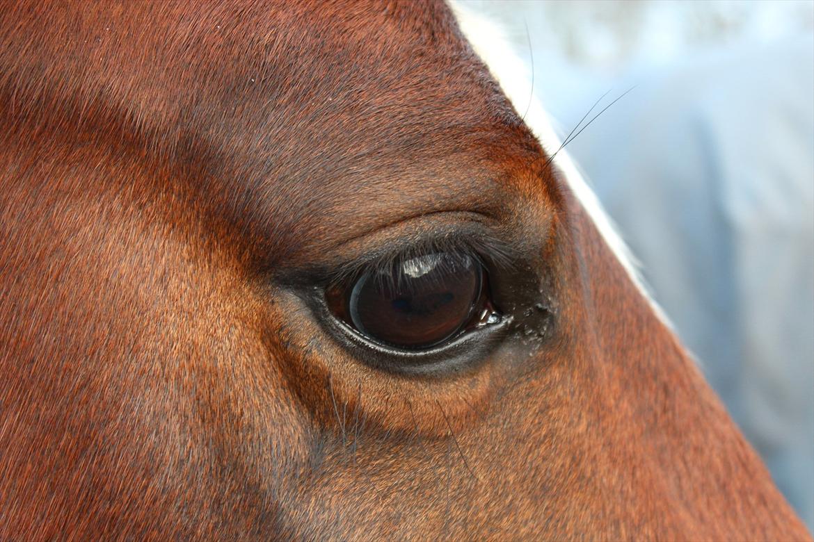 New Forest Malido billede 7