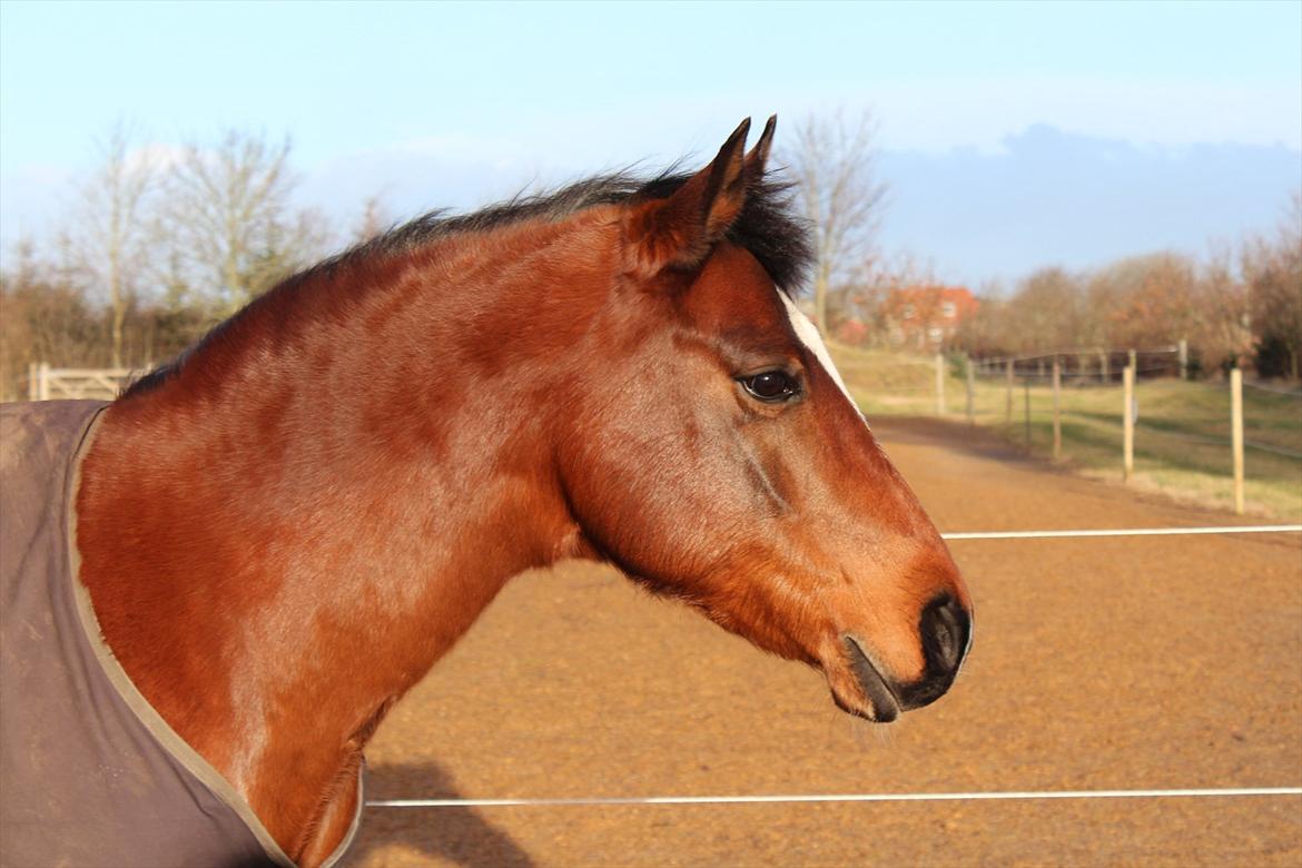 New Forest Malido billede 8