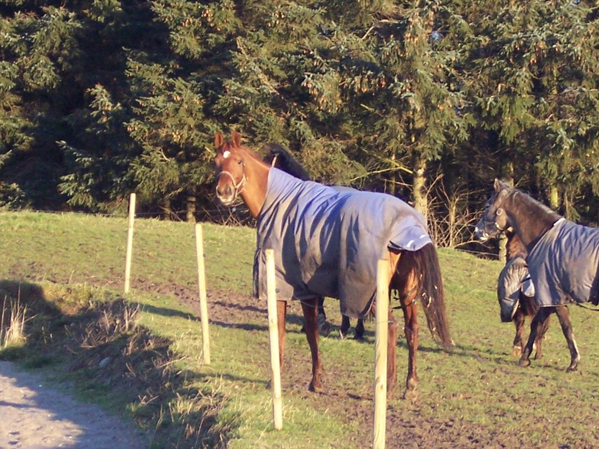 Dansk Varmblod Wixen-Noir Juelsgård billede 11