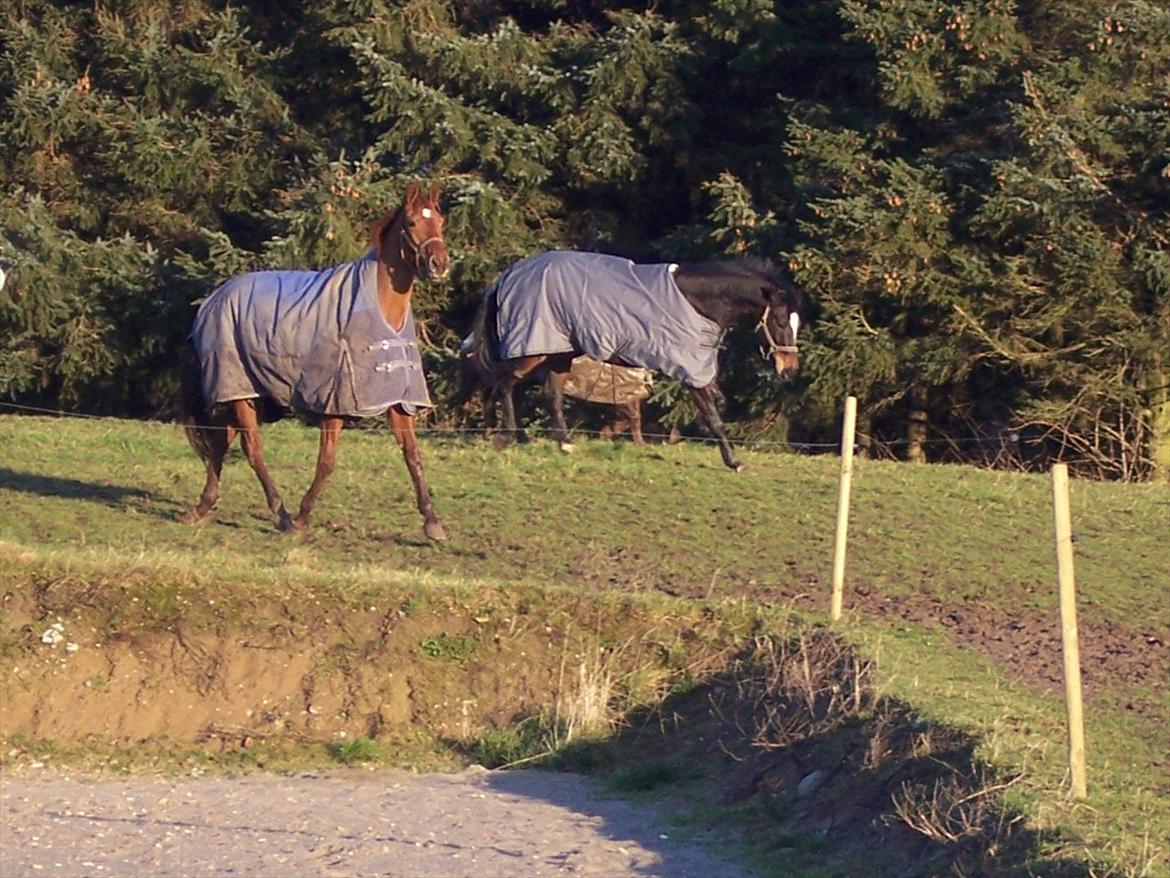 Dansk Varmblod Wixen-Noir Juelsgård billede 12