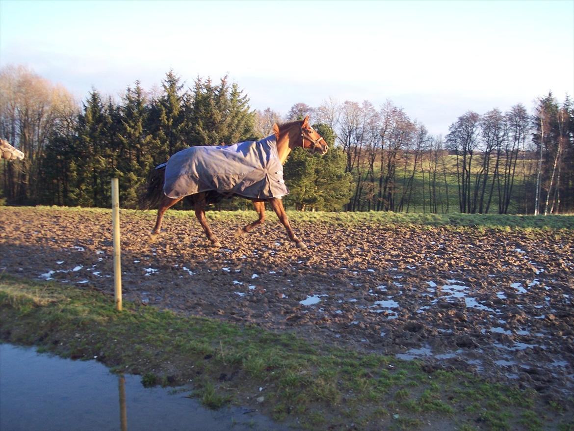 Dansk Varmblod Wixen-Noir Juelsgård billede 13