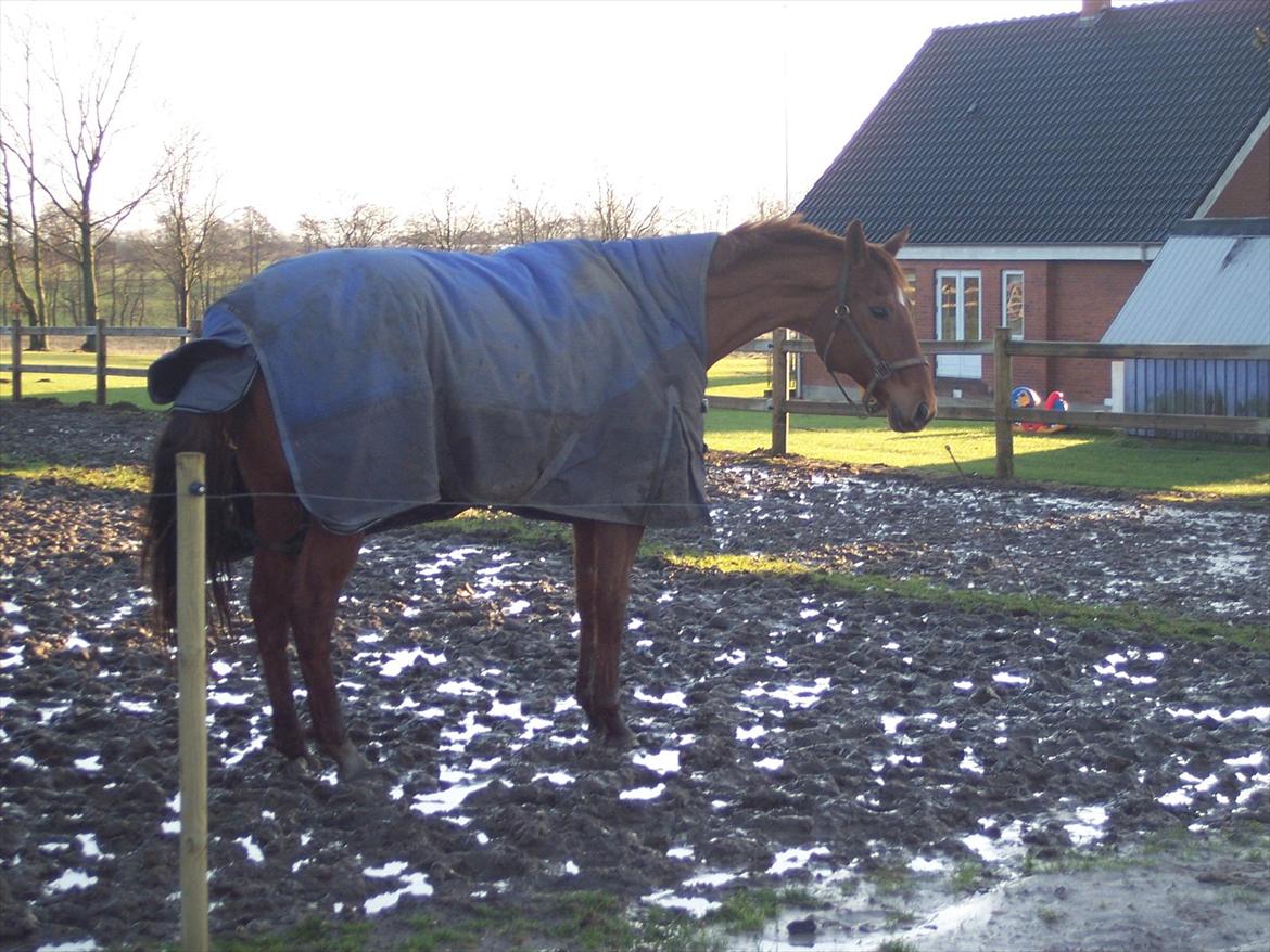 Dansk Varmblod Wixen-Noir Juelsgård billede 14