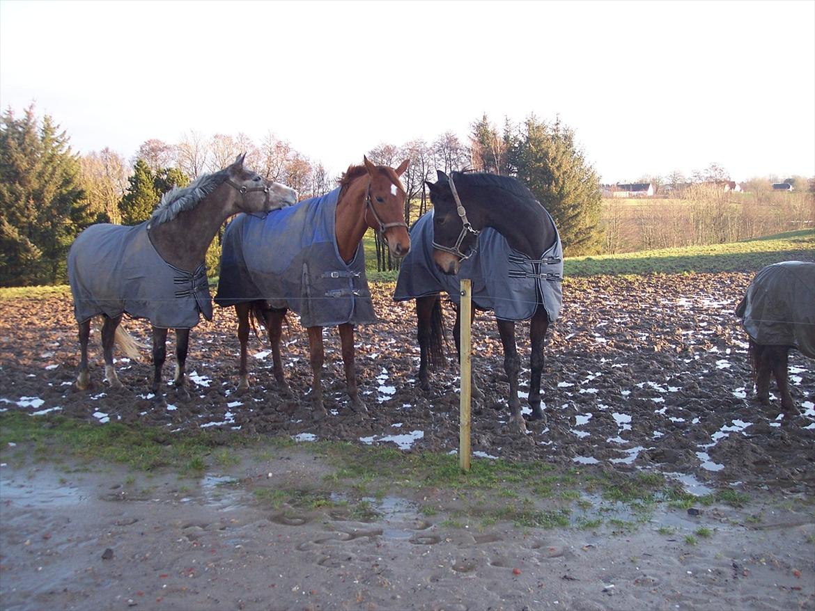 Dansk Varmblod Wixen-Noir Juelsgård billede 15