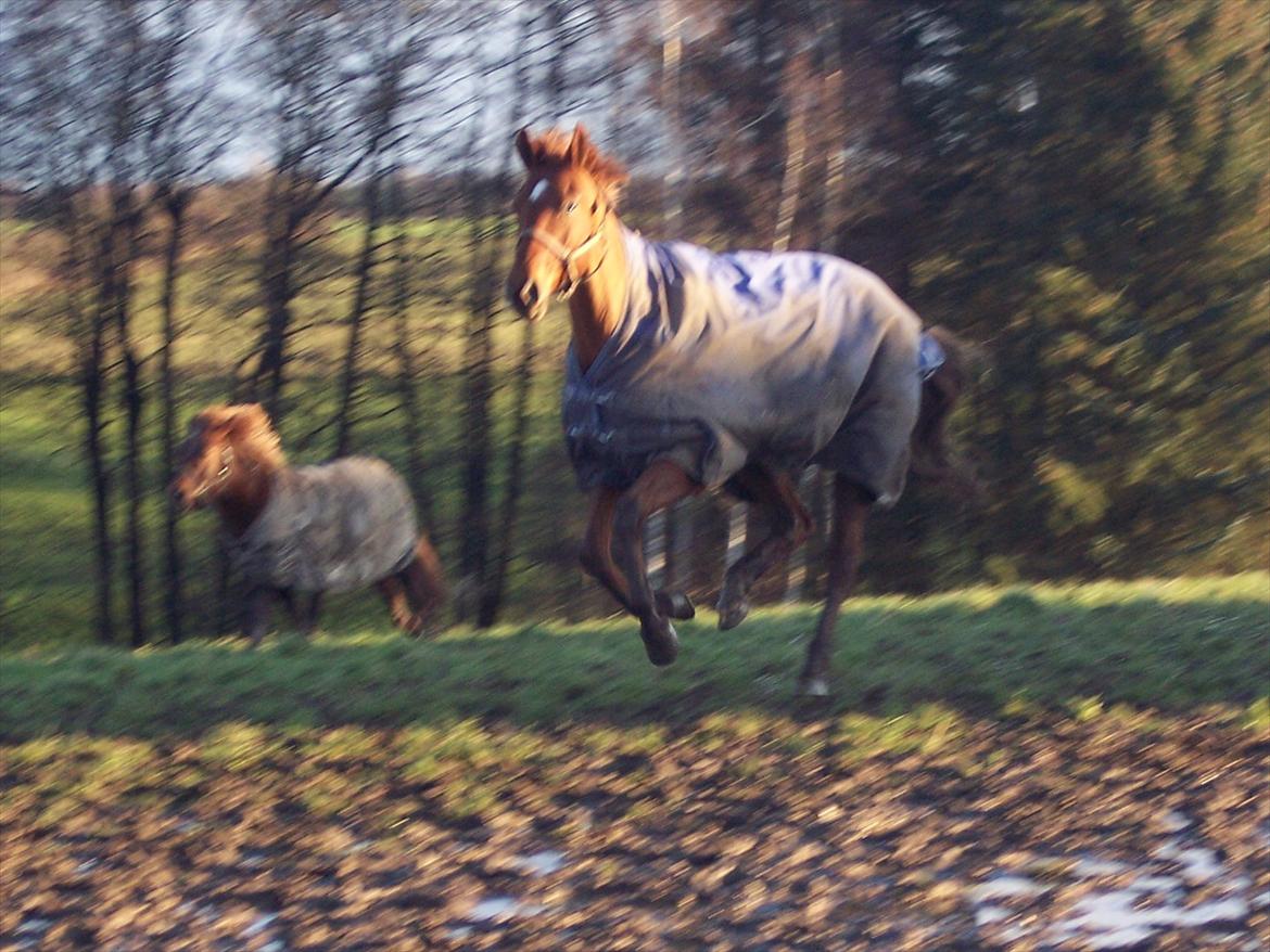 Dansk Varmblod Wixen-Noir Juelsgård billede 16
