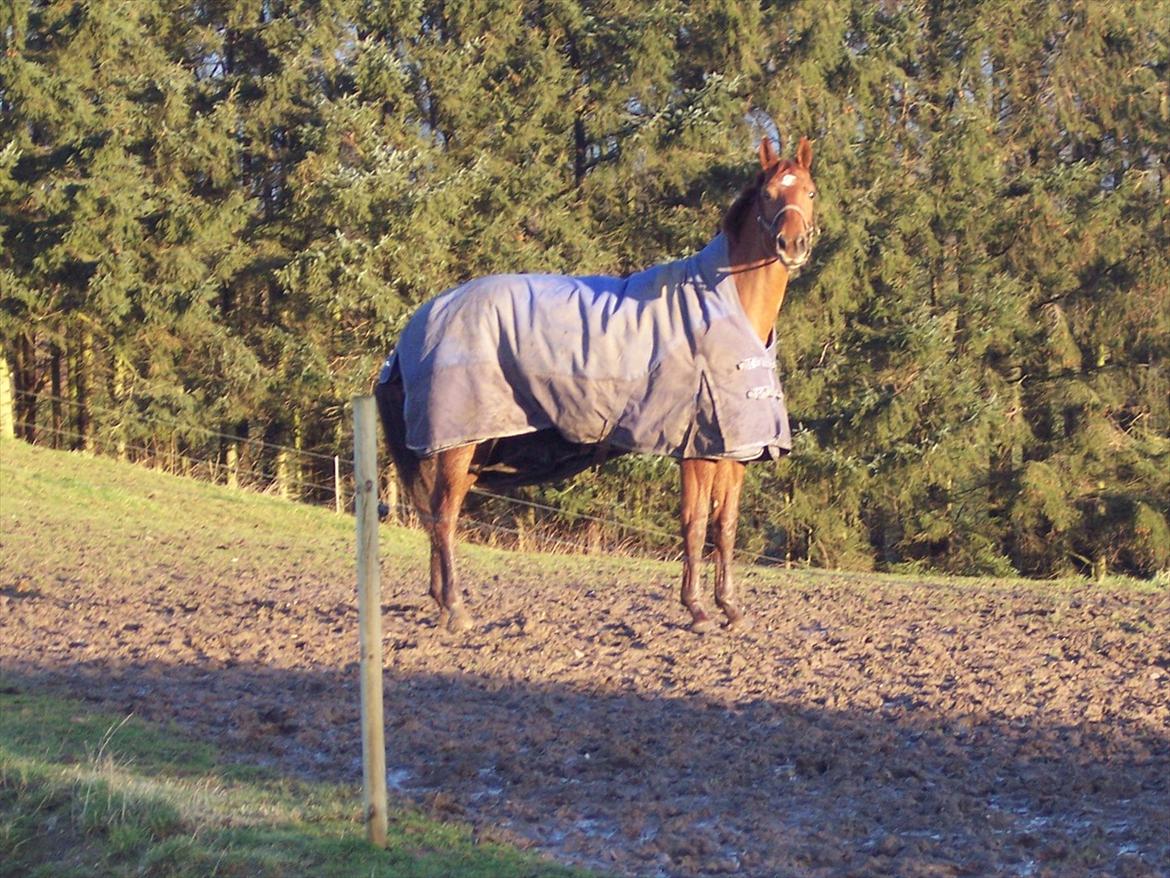 Dansk Varmblod Wixen-Noir Juelsgård billede 17