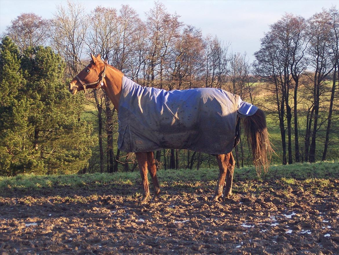 Dansk Varmblod Wixen-Noir Juelsgård billede 18