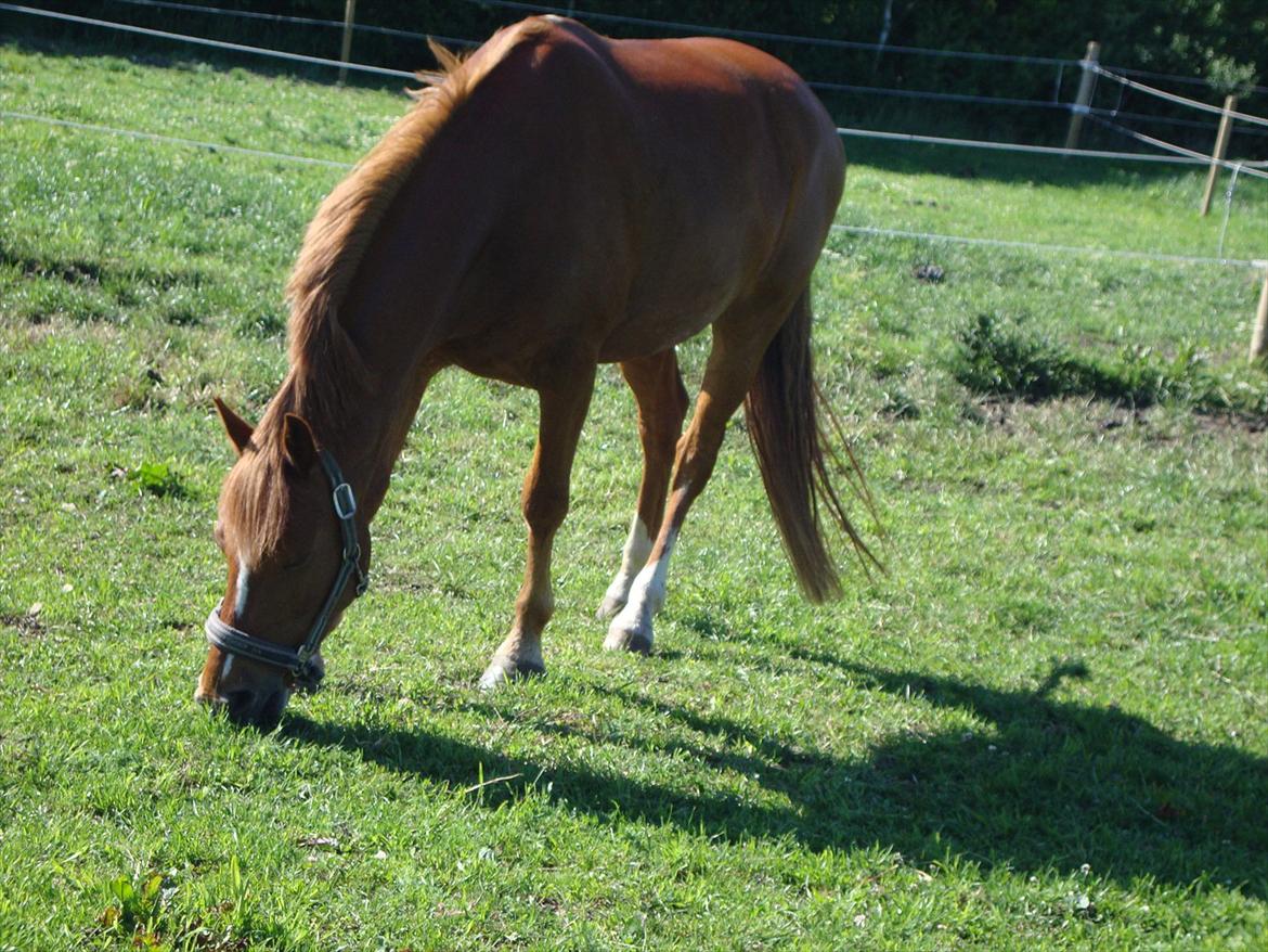 Welsh Pony (sec B) Laban billede 11