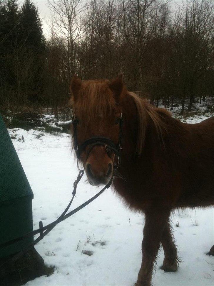 Anden særlig race Laban - Laban i sne humør ;) billede 6