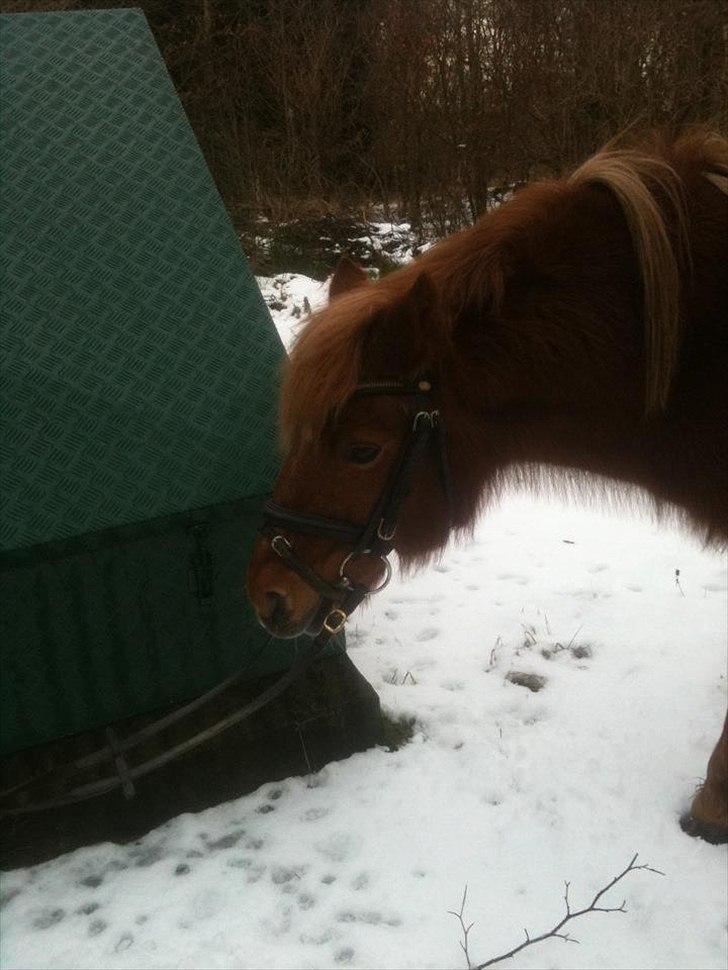 Anden særlig race Laban - Laban i sne humør ;) billede 7