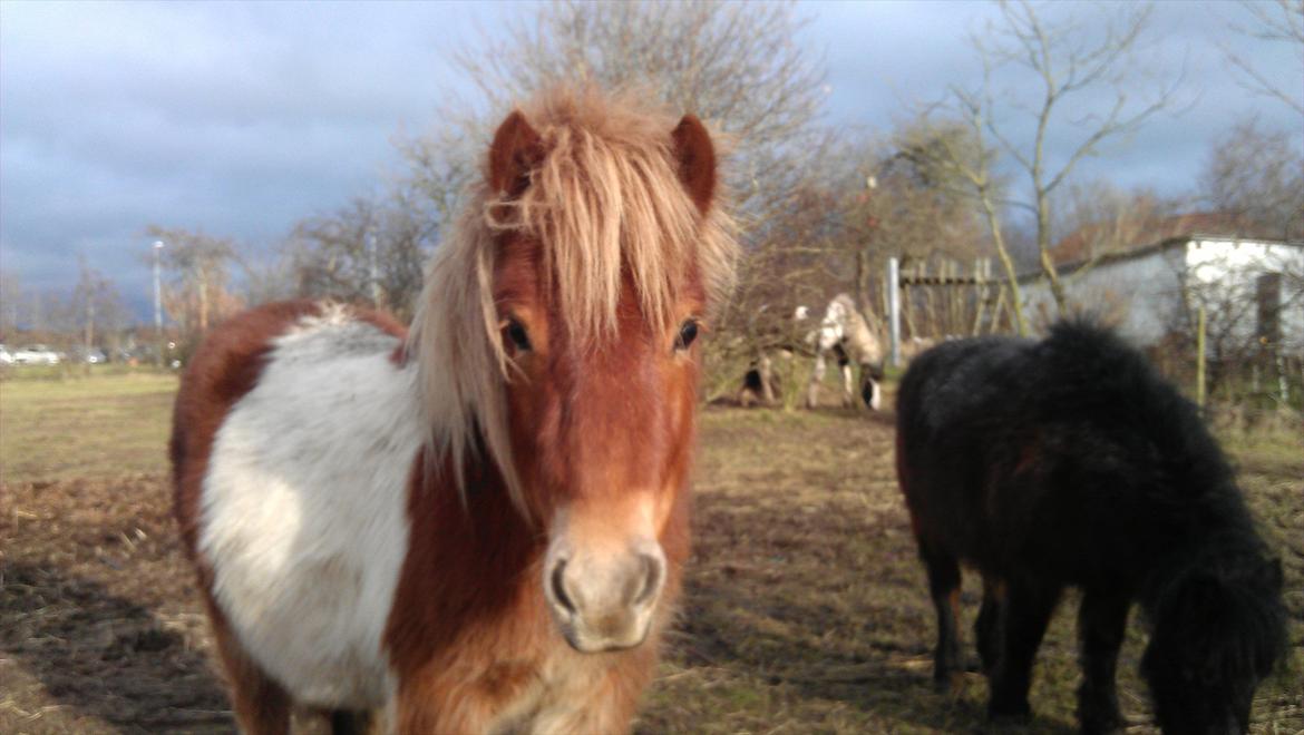 Shetlænder Dalbo´s Lukas billede 4