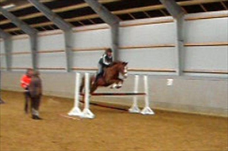 Anden særlig race Ødipus billede 8