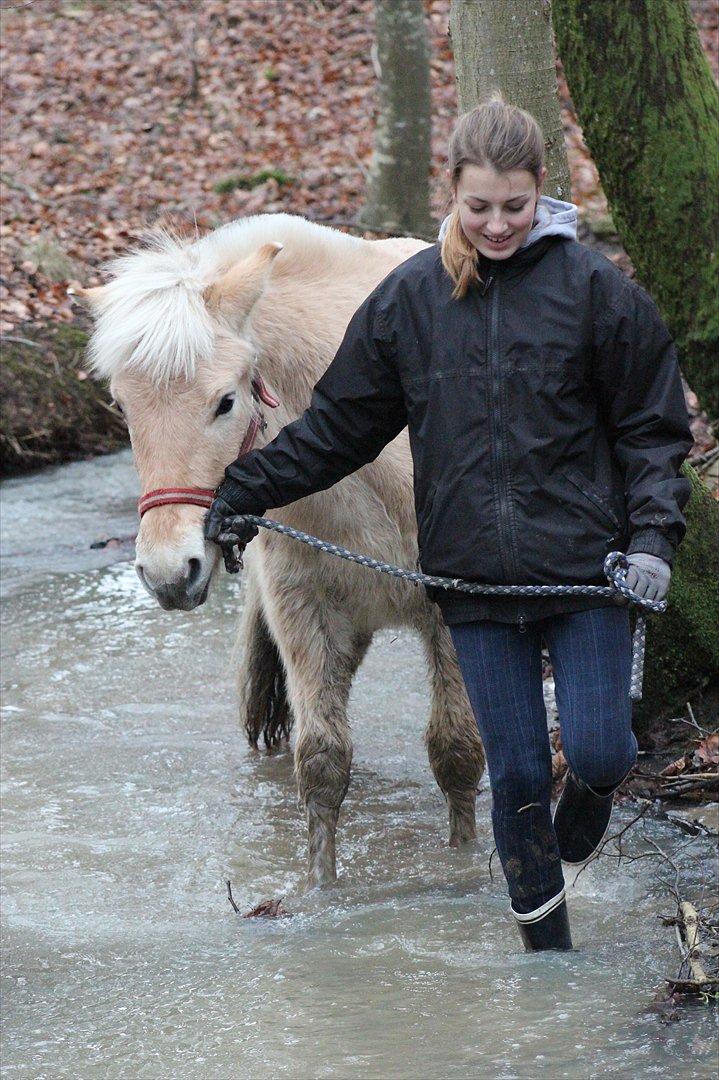 Fjordhest Lamhaves Confetti - "en hest er ligeglad med, hvor meget du kan, før du viser den, hvor meget du holder af den" billede 17