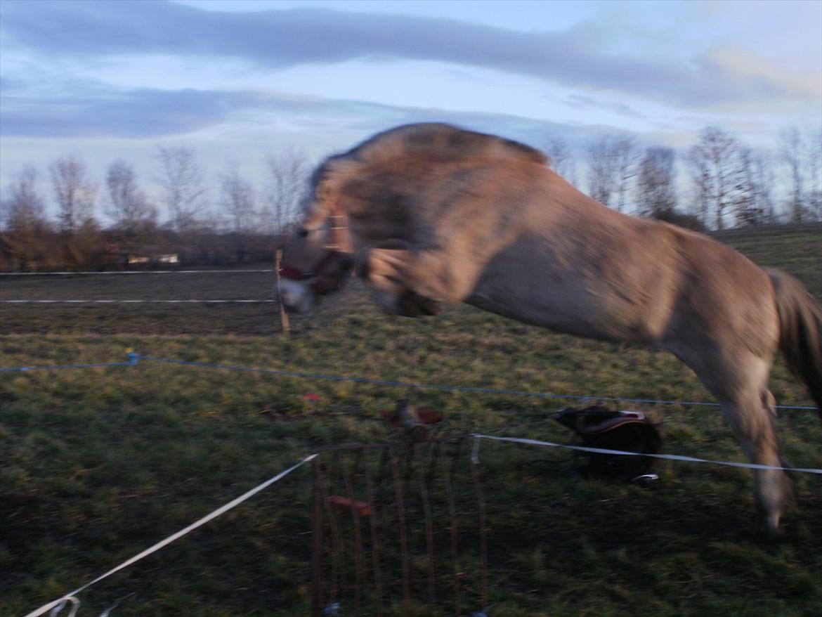 Fjordhest Lukas!<33 [SOLGT OG SAVNET :'(] billede 12