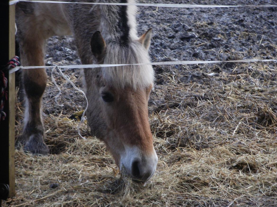 Fjordhest Lukas!<33 [SOLGT OG SAVNET :'(] billede 13