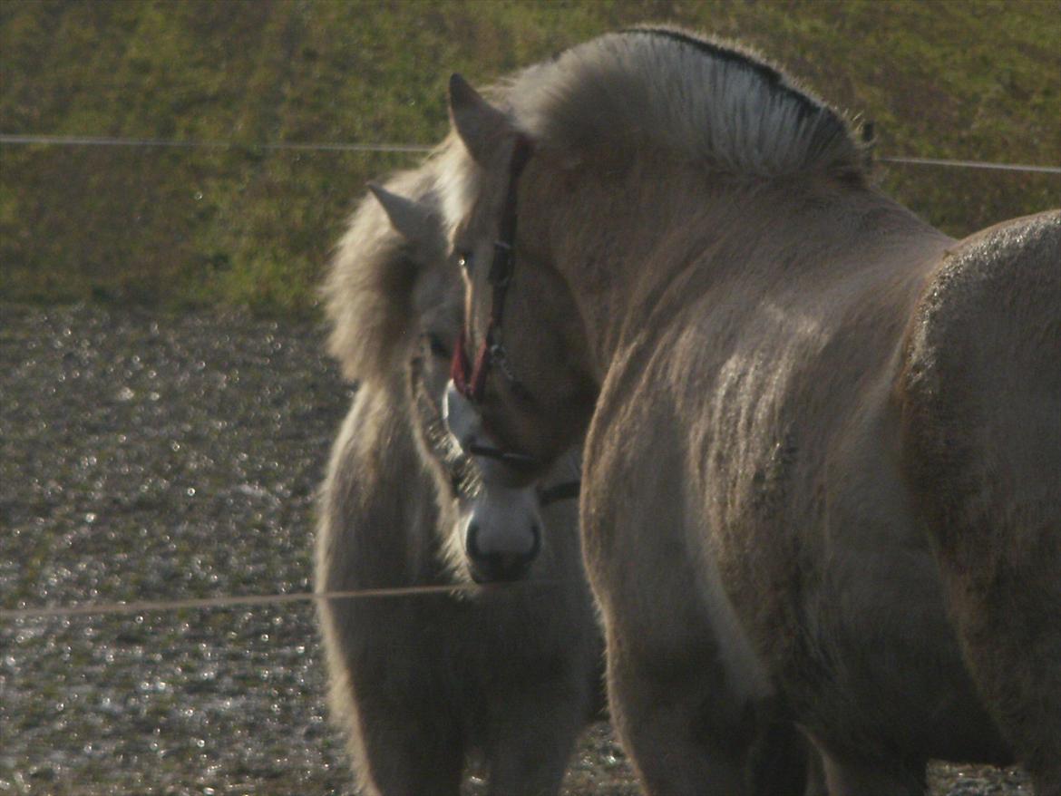 Fjordhest Lukas!<33 [SOLGT OG SAVNET :'(] billede 14
