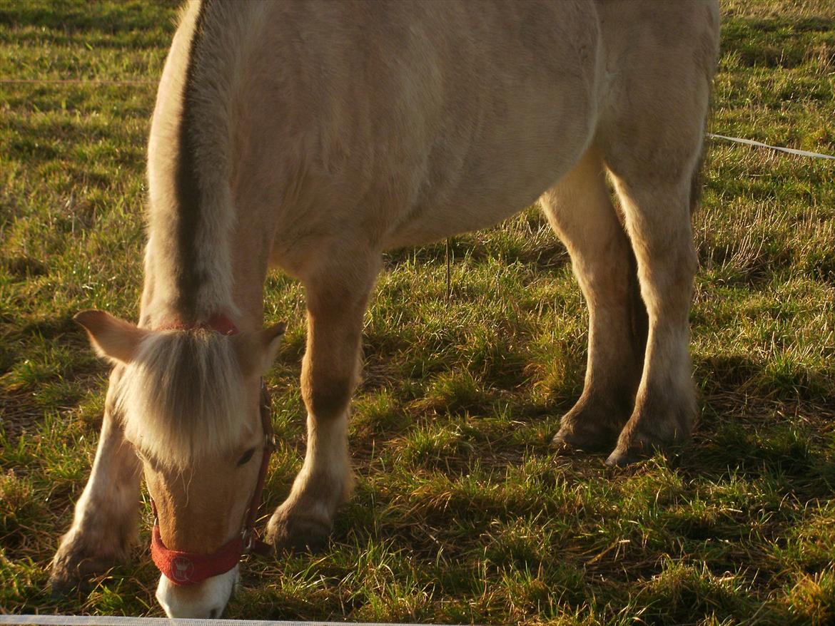 Fjordhest Lukas!<33 [SOLGT OG SAVNET :'(] billede 15