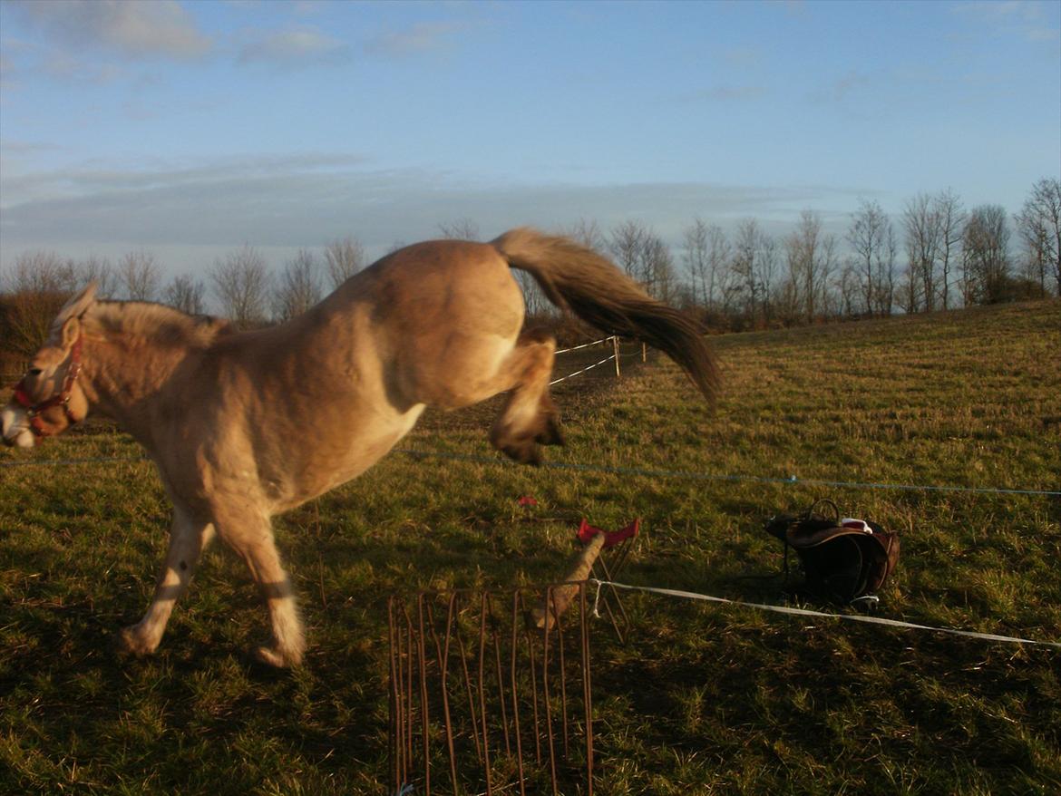 Fjordhest Lukas!<33 [SOLGT OG SAVNET :'(] billede 16