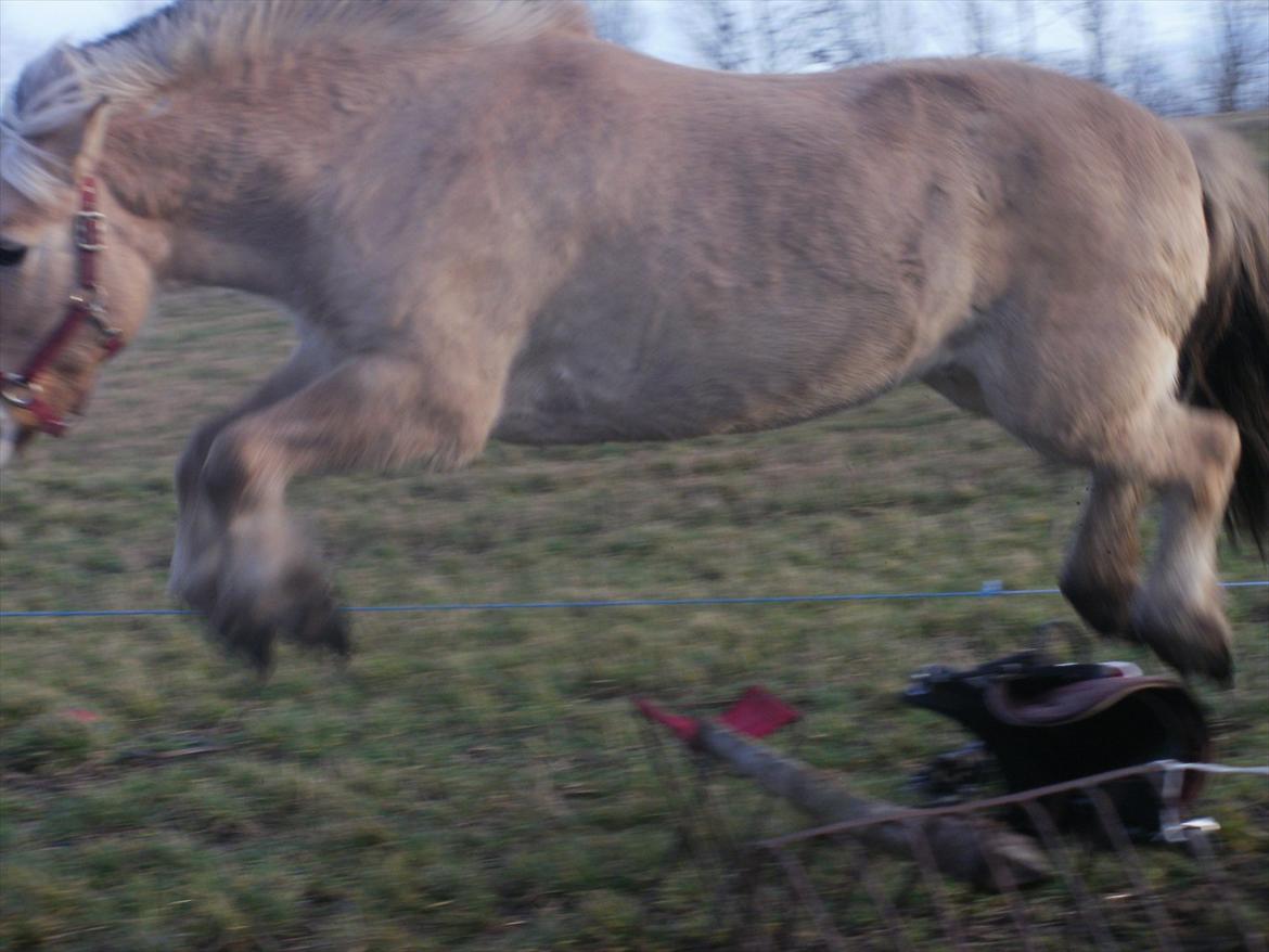 Fjordhest Lukas!<33 [SOLGT OG SAVNET :'(] billede 17