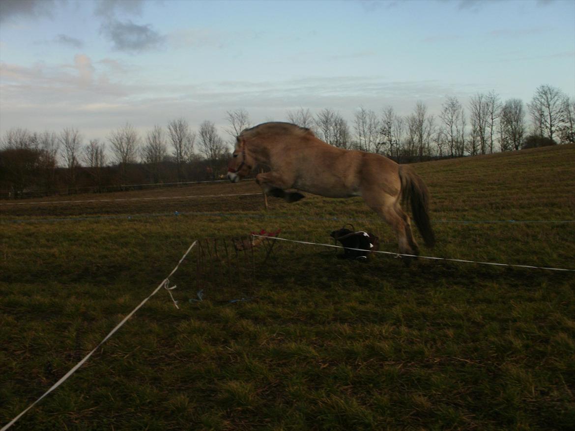 Fjordhest Lukas!<33 [SOLGT OG SAVNET :'(] billede 18