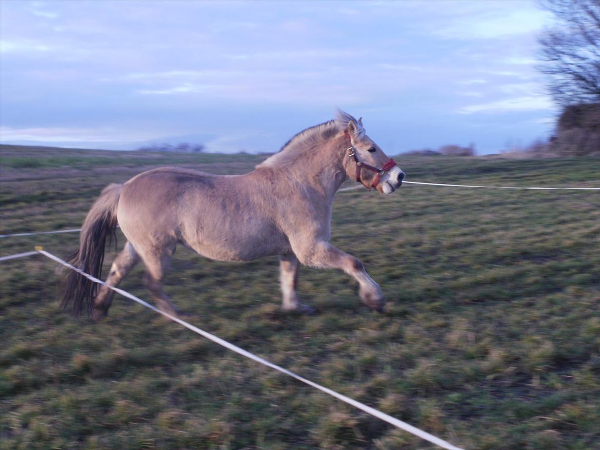 Fjordhest Lukas!<33 [SOLGT OG SAVNET :'(] billede 19