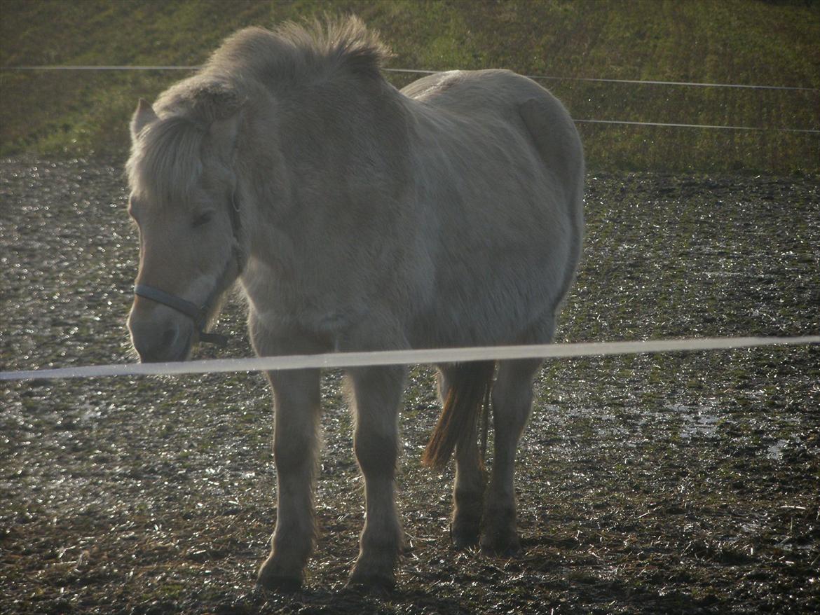 Anden særlig race Sunshine  *solgt* billede 17