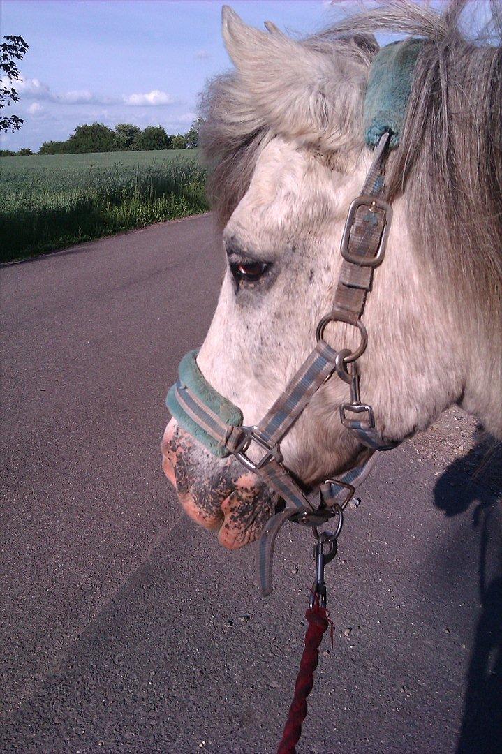 Anden særlig race Bisse † |Elsket & savnet<3| † - På vej over til folden, på den anden side af vejen (: billede 3