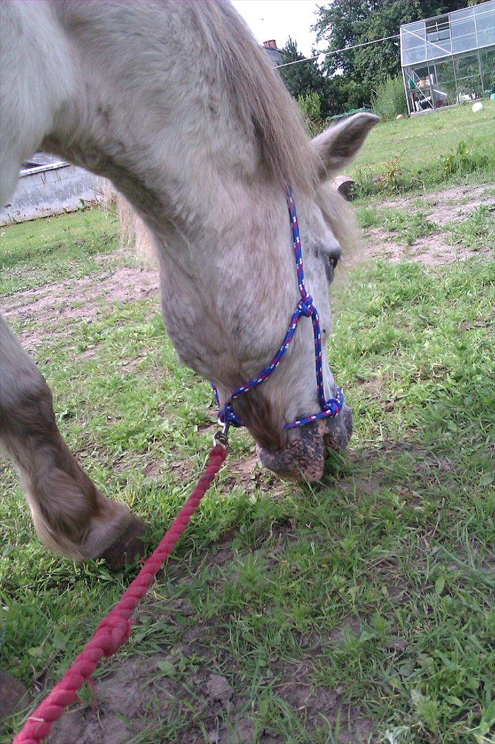 Anden særlig race Bisse † |Elsket & savnet<3| † - Med rebgrime, fået af Fie, SÅ fin:* billede 6