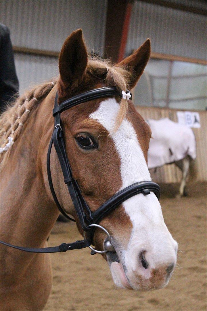 Anden særlig race Carisma - Fra sidste stævne. Det er min søster Maja som rider :)

Hmm... Vi fik vist ikke fjernet lakridsen helt fra hendes mule xD billede 14